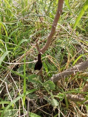 Aristolochia wrightii