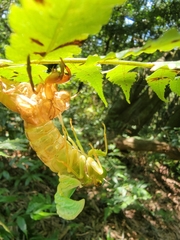 Tanna sozanensis
