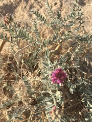 Astragalus magdalenae