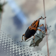 Metamasius sericeus