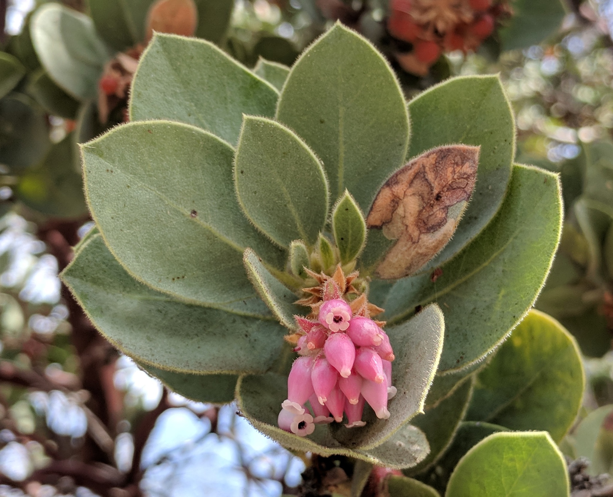 Arctostaphylos glandulosa ssp. leucophylla