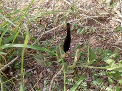 Aristolochia wrightii