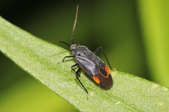 Polymerus venaticus