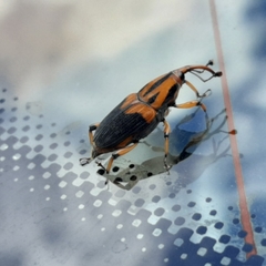Metamasius sericeus