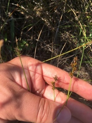 Carex sterilis