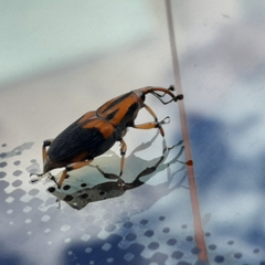 Metamasius sericeus
