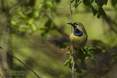 Anthreptes reichenowi