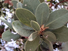 Arctostaphylos pringlei drupacea