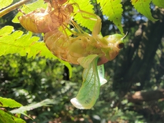 Tanna sozanensis