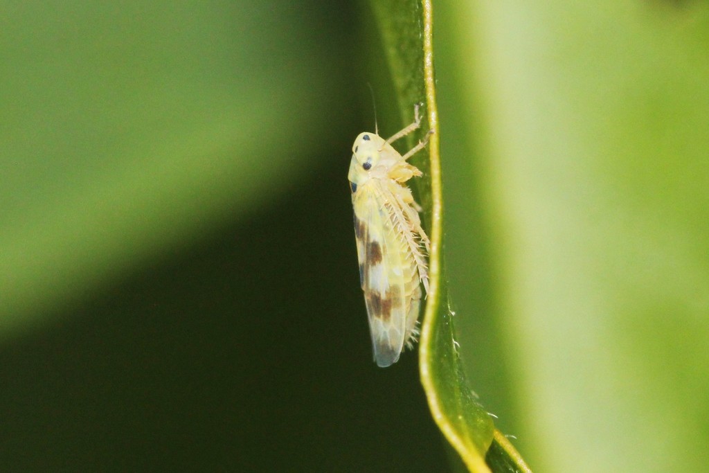 Macrosteles patruelis