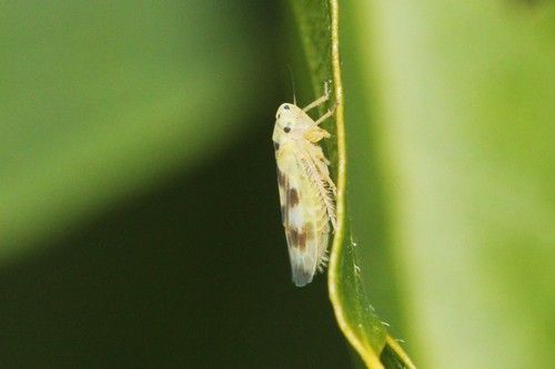 Macrosteles patruelis