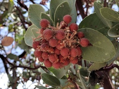 Arctostaphylos pringlei drupacea