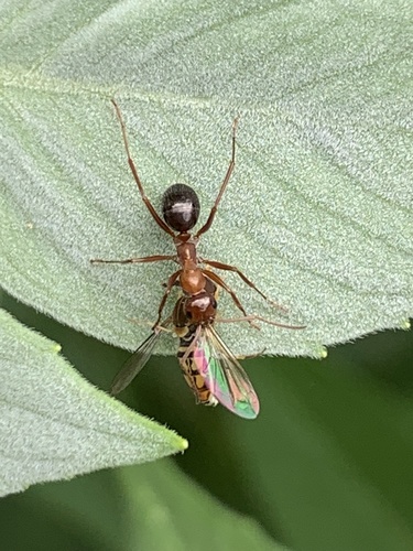 Pale Field Ant photo 5