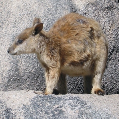 Petrogale assimilis