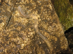 Leptosynapta