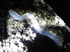 Leptosynapta