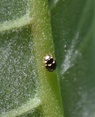 Brachiacantha decempustulata