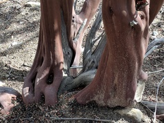 Arctostaphylos pringlei drupacea