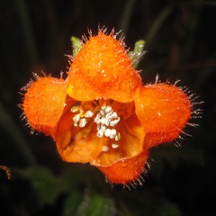 Caiophora contorta