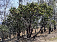 Arctostaphylos pringlei drupacea