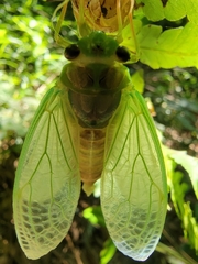 Tanna sozanensis