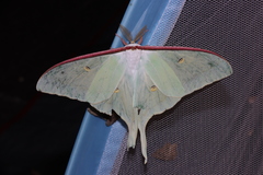 Actias artemis