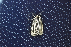 Apantesis virguncula