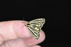 Apantesis virguncula