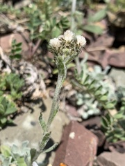 Antennaria alpina