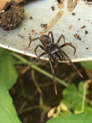 Atypidae