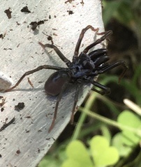 Atypidae