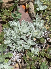 Antennaria alpina