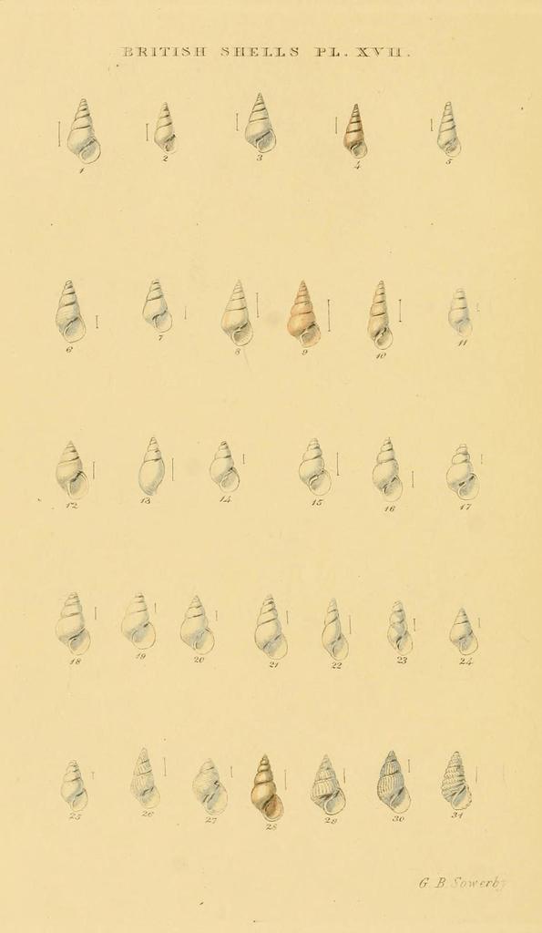 Cima minima