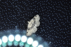 Metalectra quadrisignata