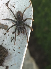 Atypidae