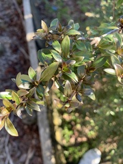 Coprosma ×cunninghamii