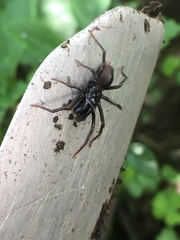 Atypidae
