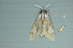 Lapara bombycoides