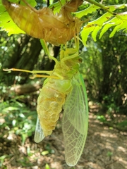 Tanna sozanensis