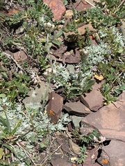 Antennaria alpina