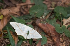 Brachurapteryx tesserata