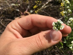 Draba hirta