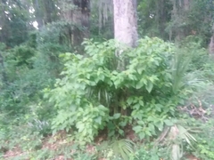 Callicarpa americana