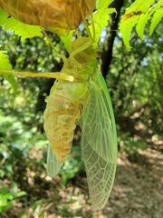 Tanna sozanensis