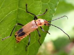 Chauliognathus discus