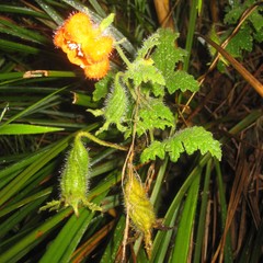 Caiophora contorta