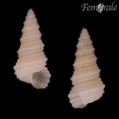 Mathildoidea