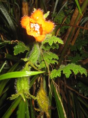 Caiophora contorta