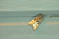 Euplexia benesimilis