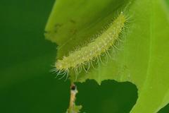 Xyroptila oenophanes